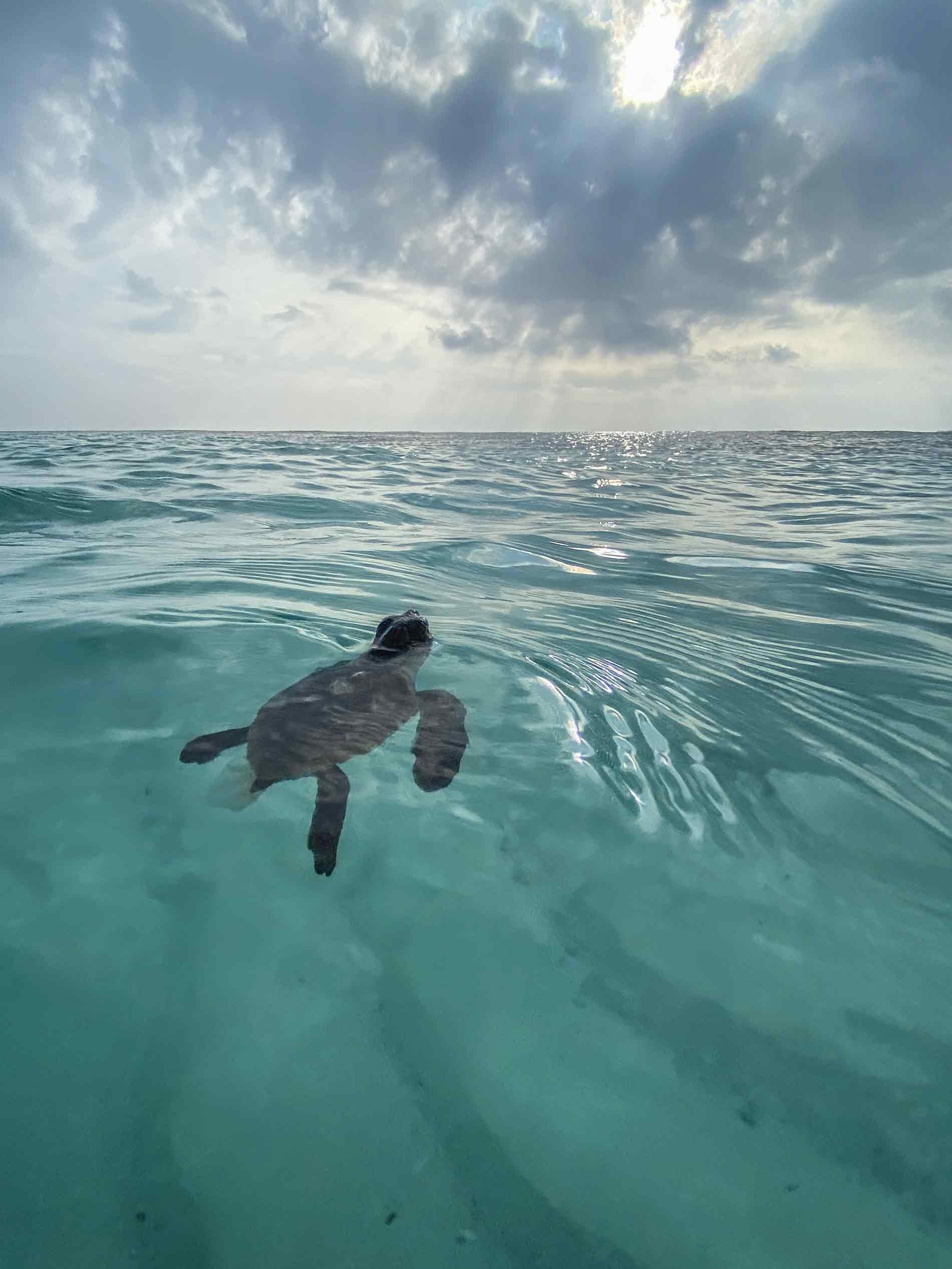 Bébé tortue marine en Nouvelle-Calédonie