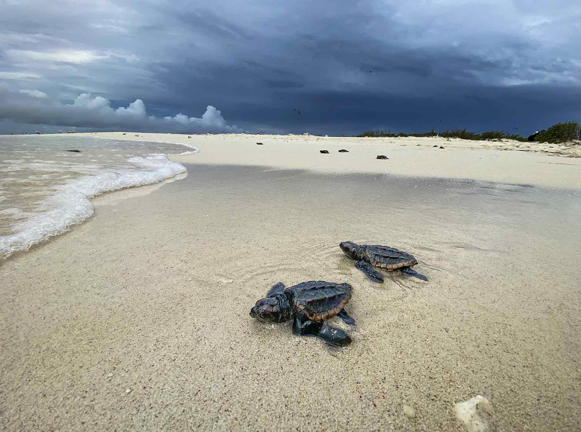 Bébés tortues marines en Nouvelle-Calédonie