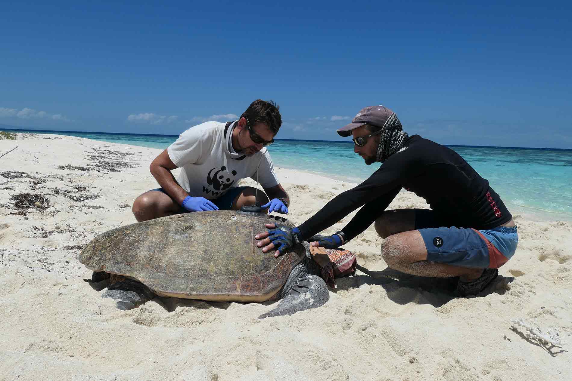 Balisage d'une tortue marine en Nouvelle-Calédonie