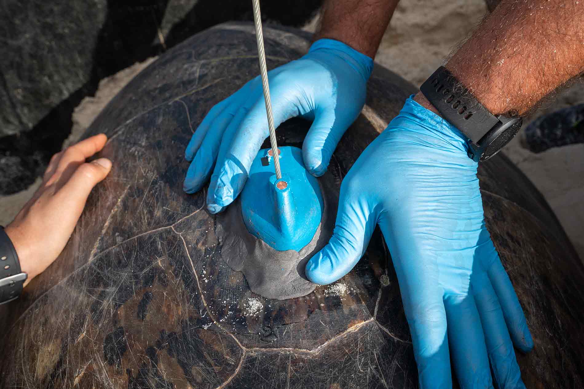 Balisage d'une tortue marine en Nouvelle-Calédonie