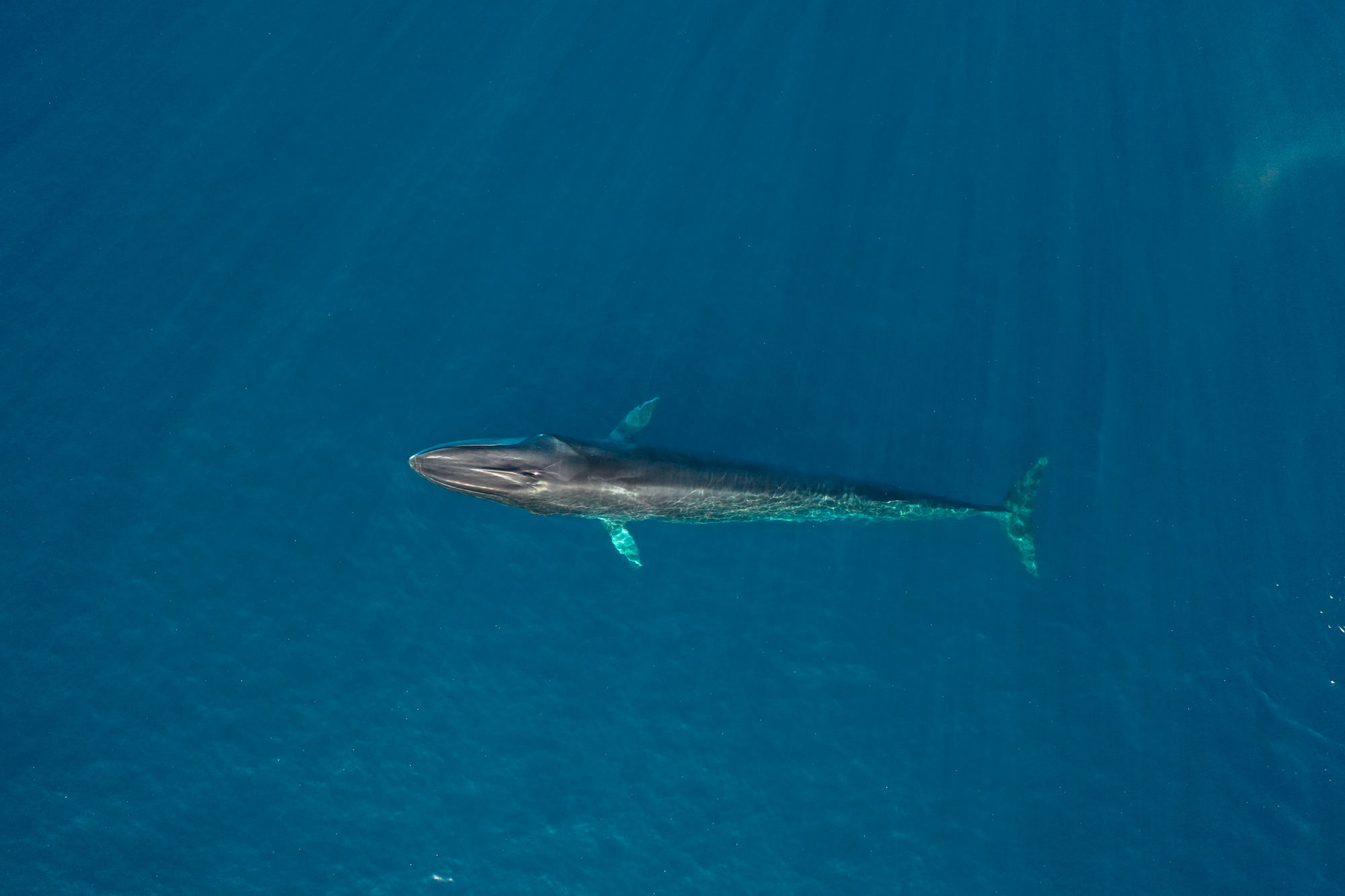 un rorqual commun rencontré lors de la mission cap cétacés - photo Hugo Hebbe