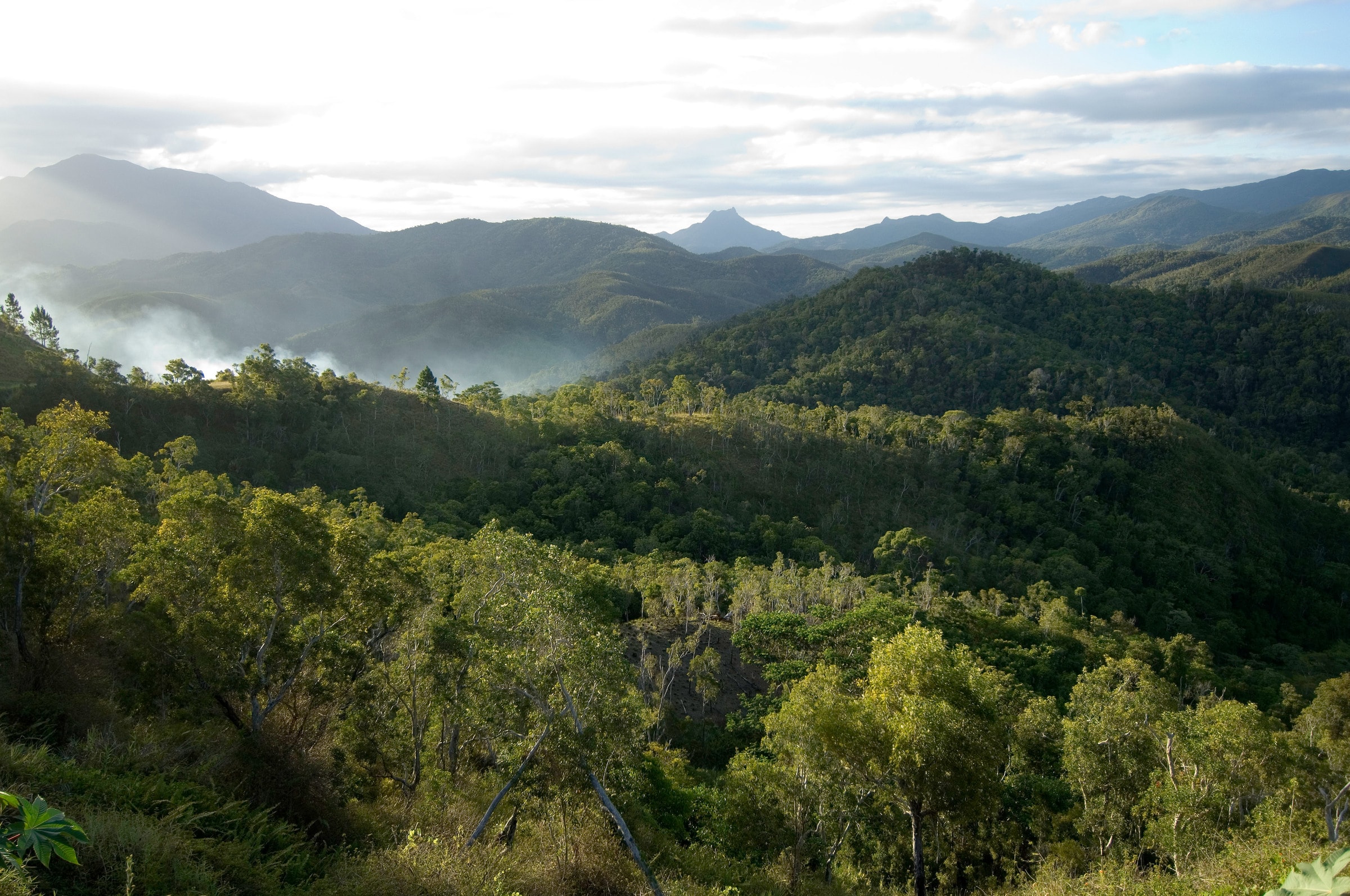 Forêt en Nouvelle-Calédonie