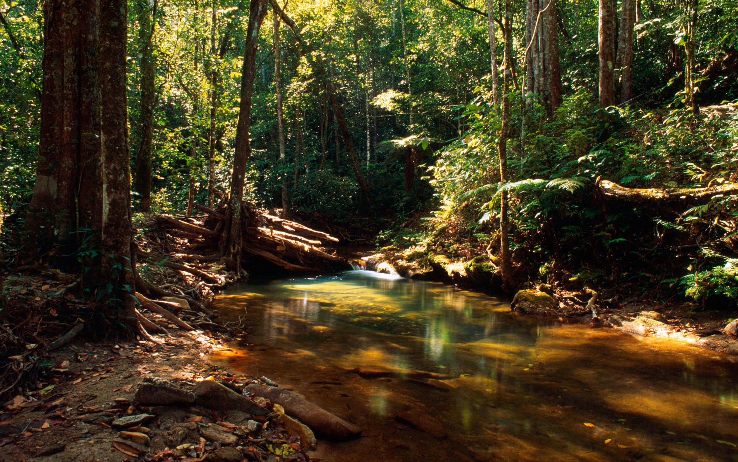 Forêt de Pirenópolis Goiás 22286 WWF France