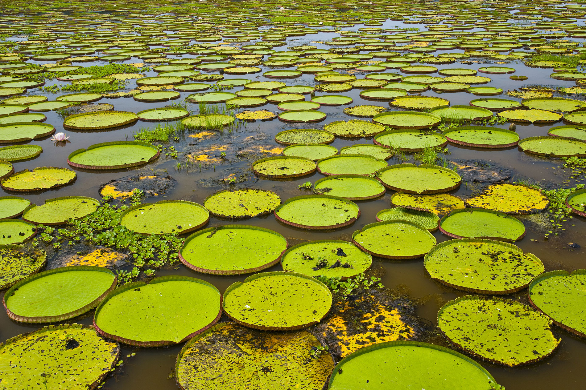 Nénuphars géants dans le Parc national du Pantanal Brésil ; Nénuphar géant (Victoria amazonica ou V. regia)