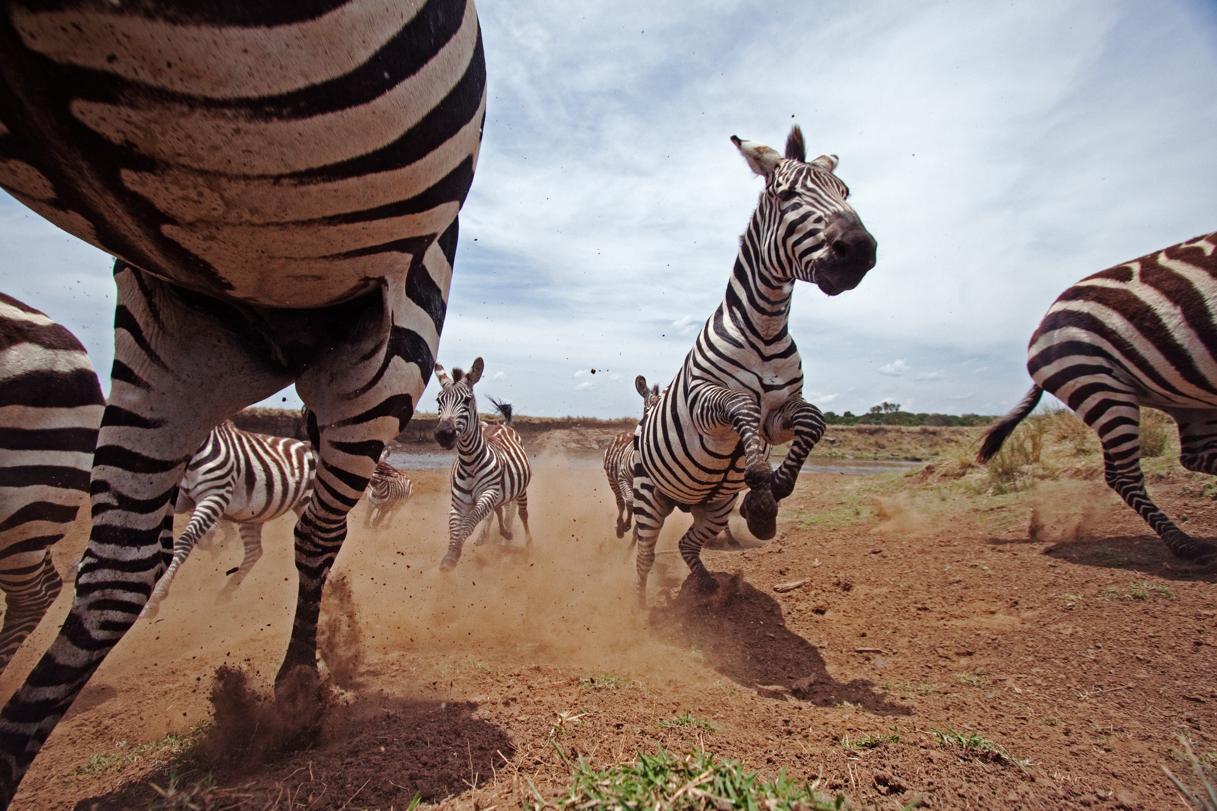Troupeau de zèbres (Equus burchellii), dans la Réserve Nationale Masai Mara (Kenya)