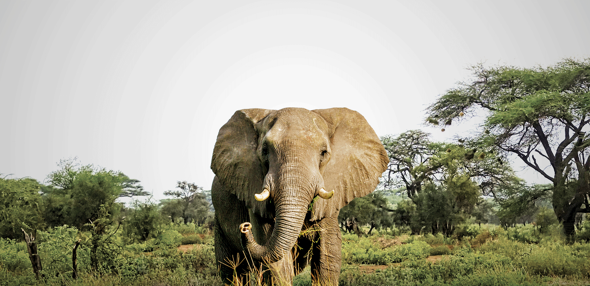 Éléphant d'Afrique (Loxodanta Africana)