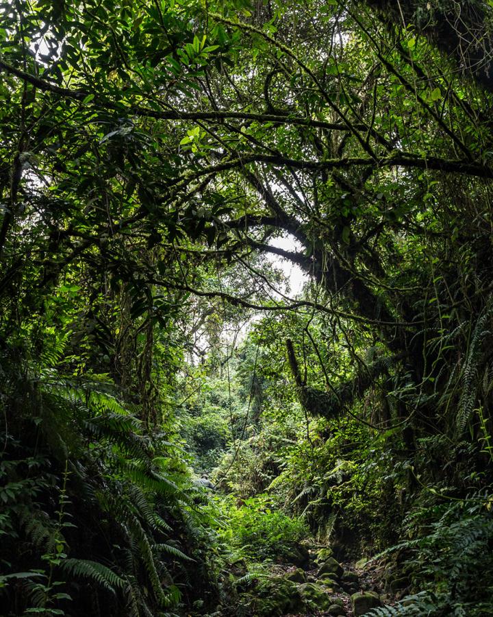 Forêt du bassin du Congo