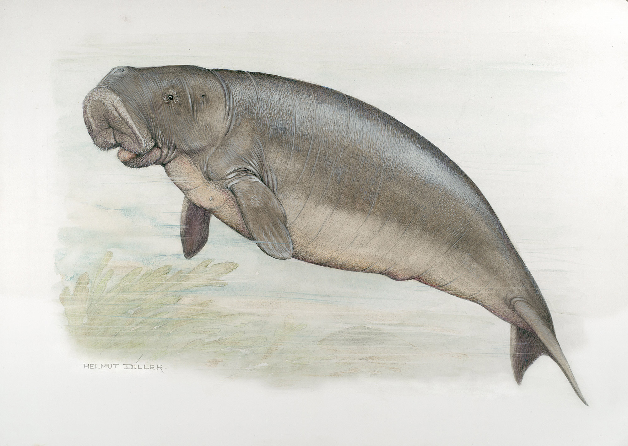 Dessin dugong