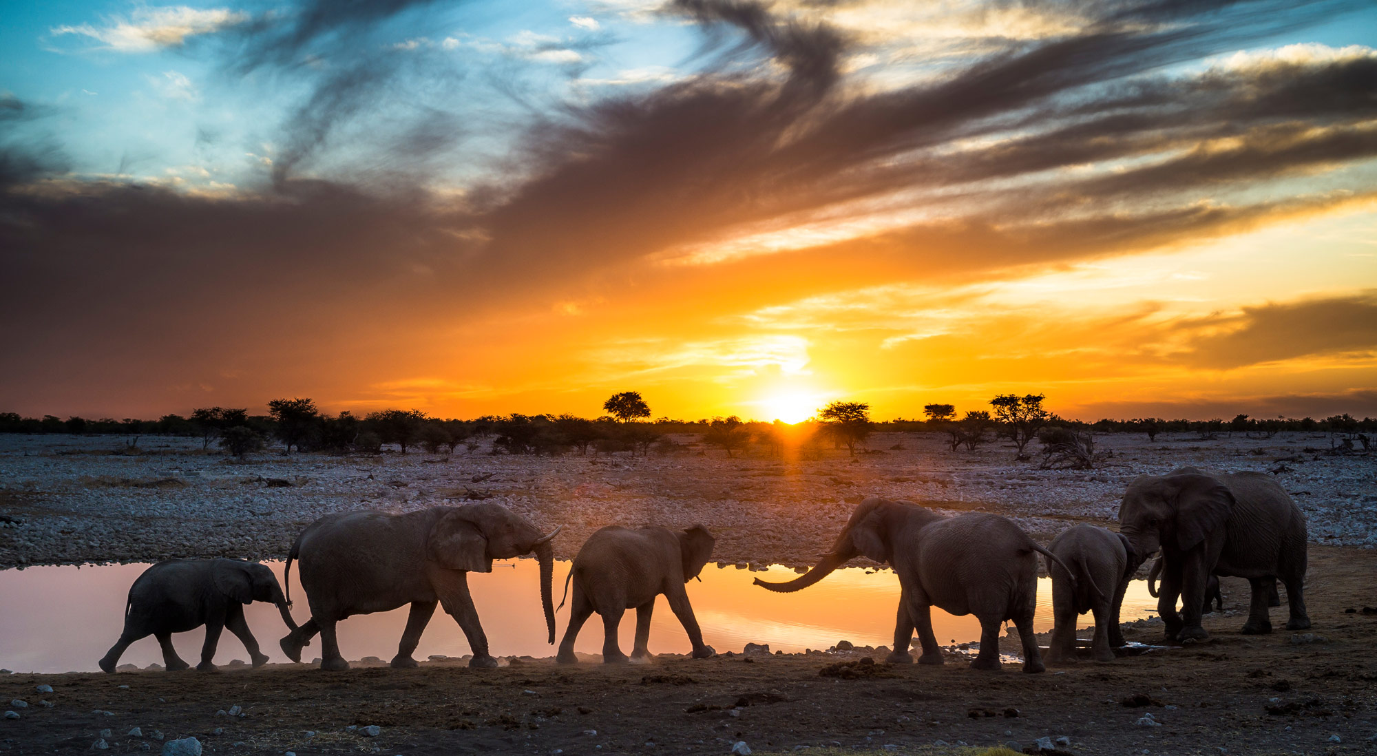 Eléphants sous un coucher de soleil