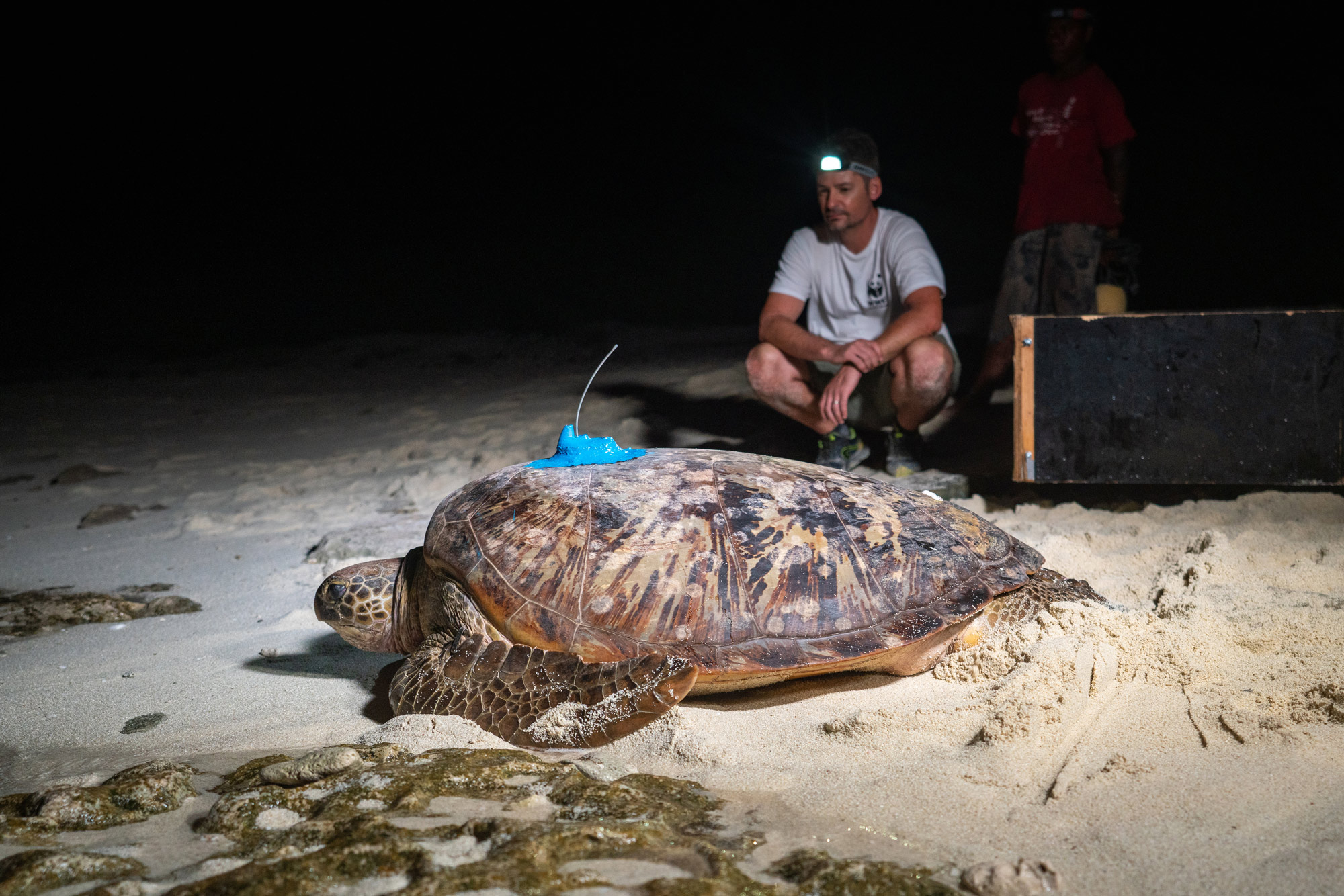 Tortue avec balise