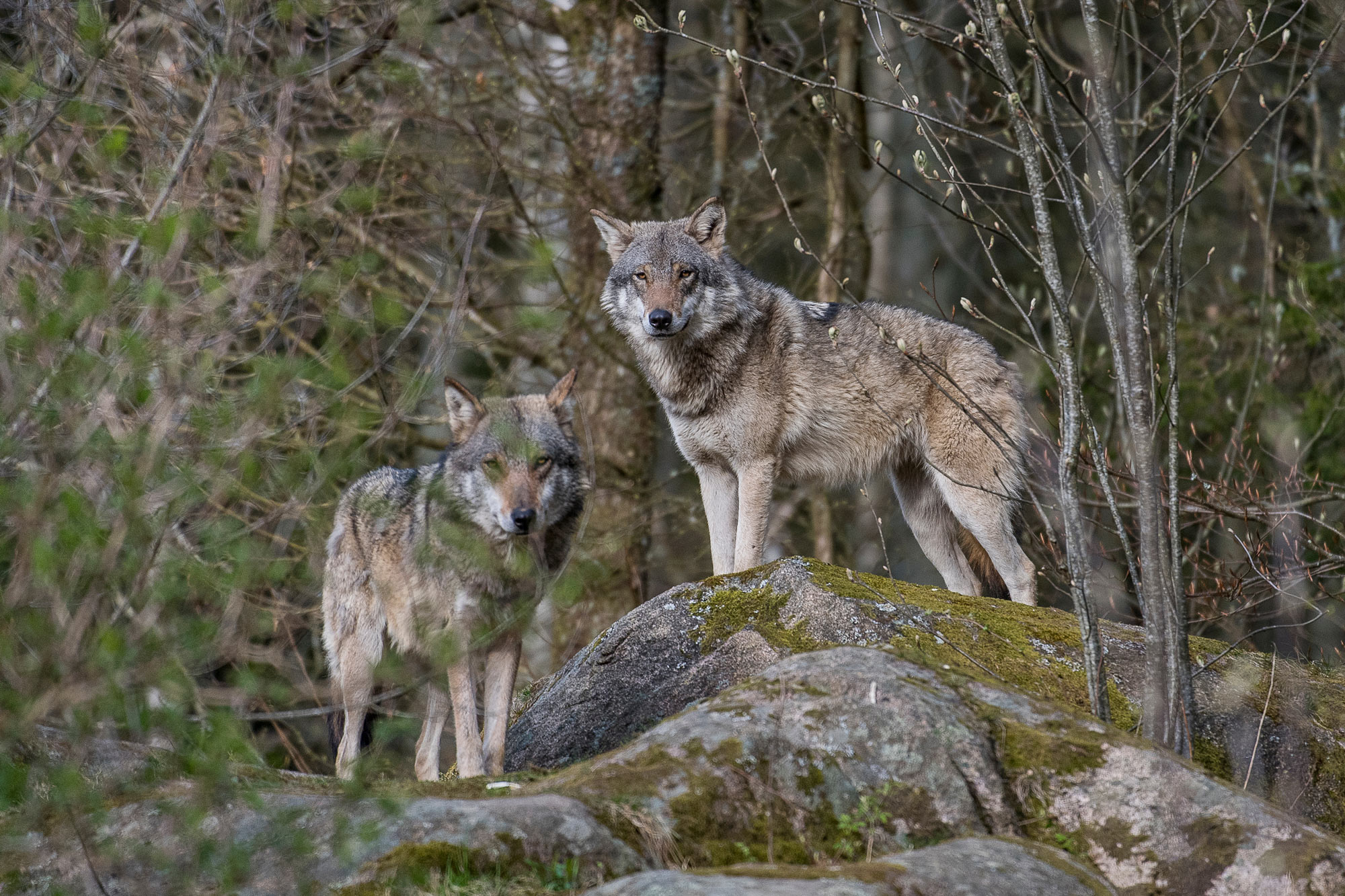 loup europe