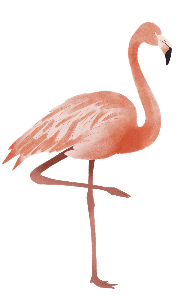 Flamant rose