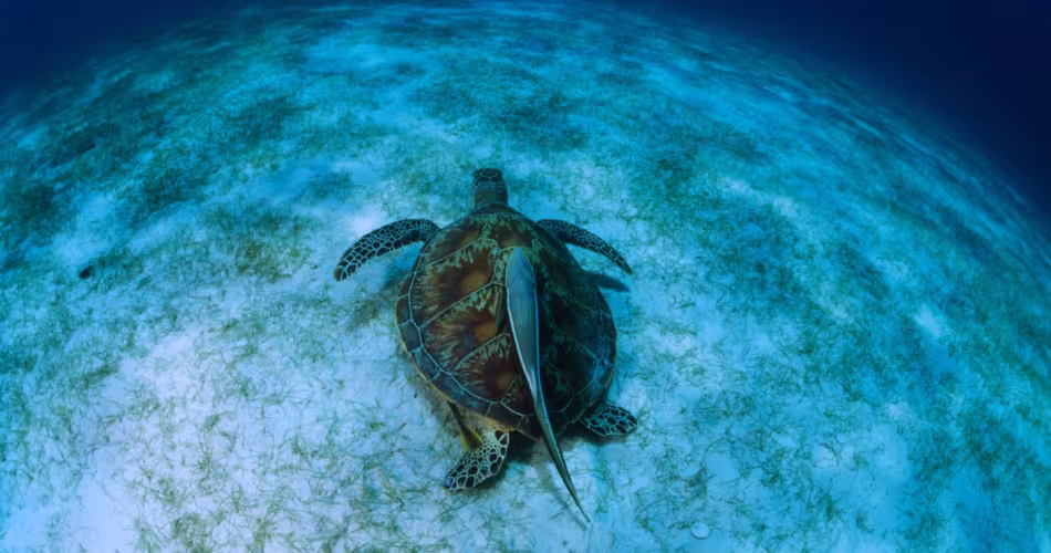 Tortue verte