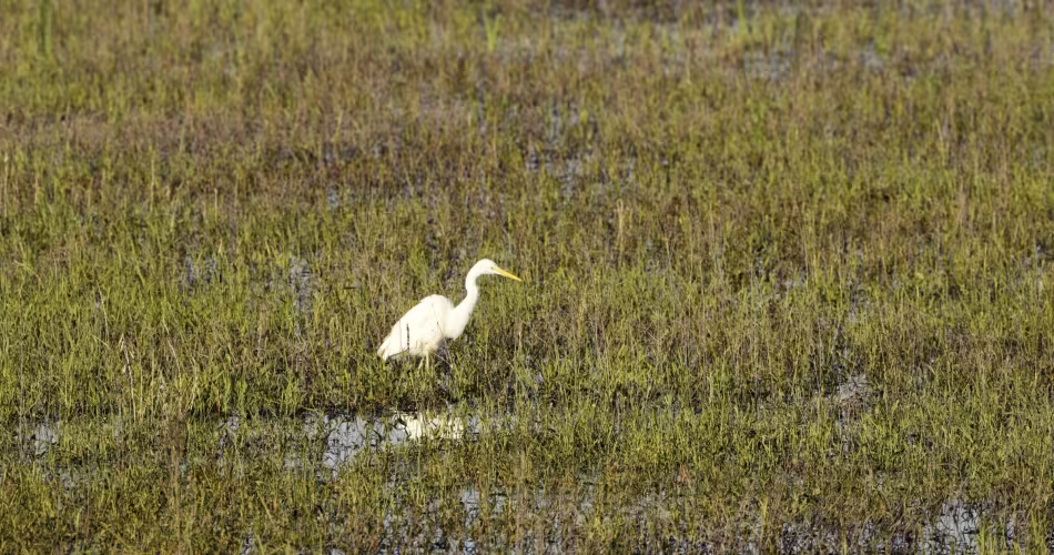 Grande Aigrette
