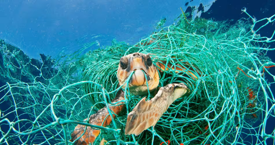 Tortue caouanne (Caretta caretta) piégée dans un filet abandonné à la dérive, mer Méditerranée.