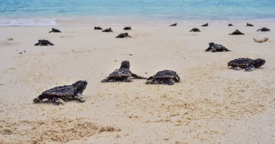 Éclosion de bébés tortues caouannes (Caretta caretta)