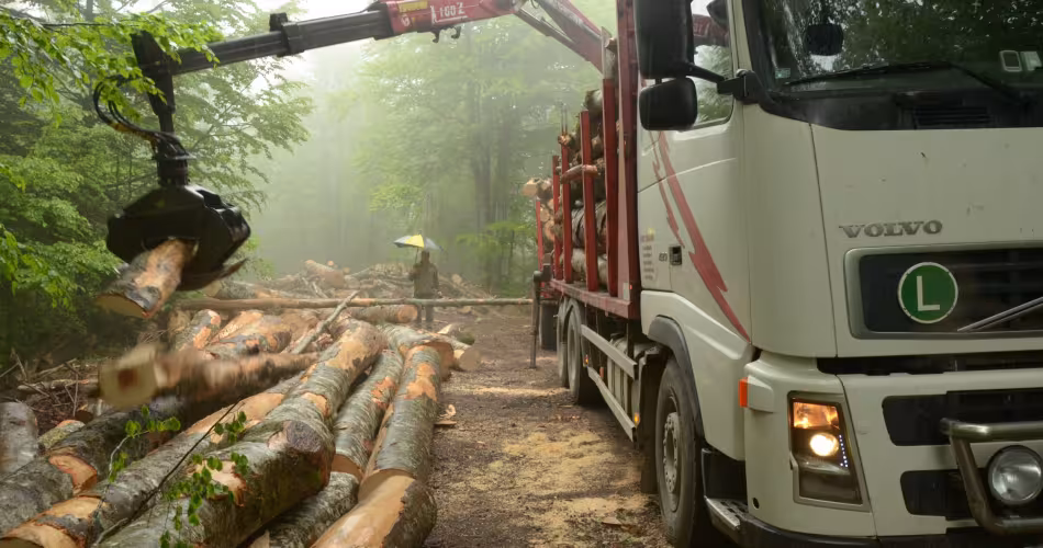 Opération d'exploitation forestière dans le parc naturel de Velebit, menée par le Service forestier de Croatie, qui gère l'ensemble de ses forêts selon la certification FSC.