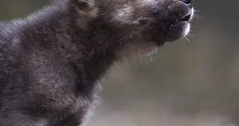 Louveteau de loup gris (Canis lupus), en Russie