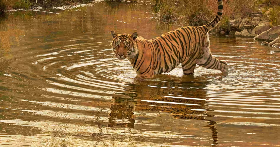 Tigre du Bengale (Panthera tigris) mâle « Jam » traversant une rivière, Ranthambore, Inde.