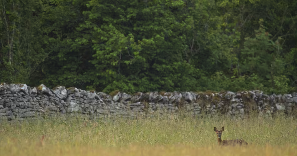 Chevreuil européen (Capreolus capreolus) femelle dans une prairie de fauche