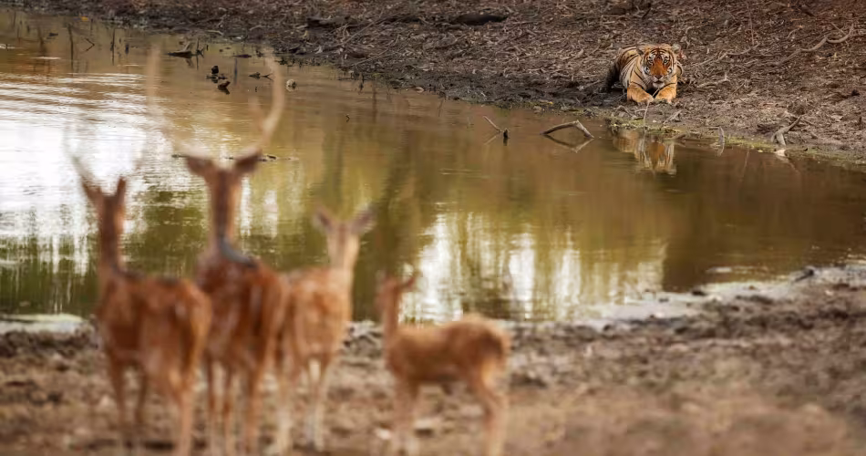 Tigre (Panthera tigris) chassant une proie dans le parc national de Ranthambore, Inde.