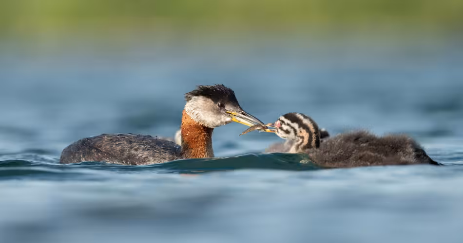 Un grèbe jougris (Podiceps grisegena) nourrit son petit, à Toronto, au Canada