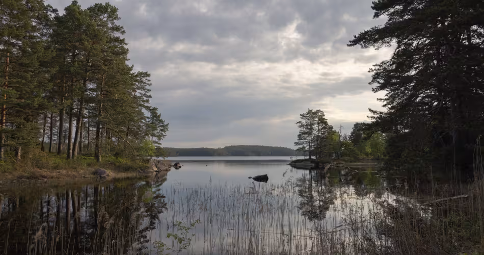 Lisière de forêt à Tiveden, en Suède