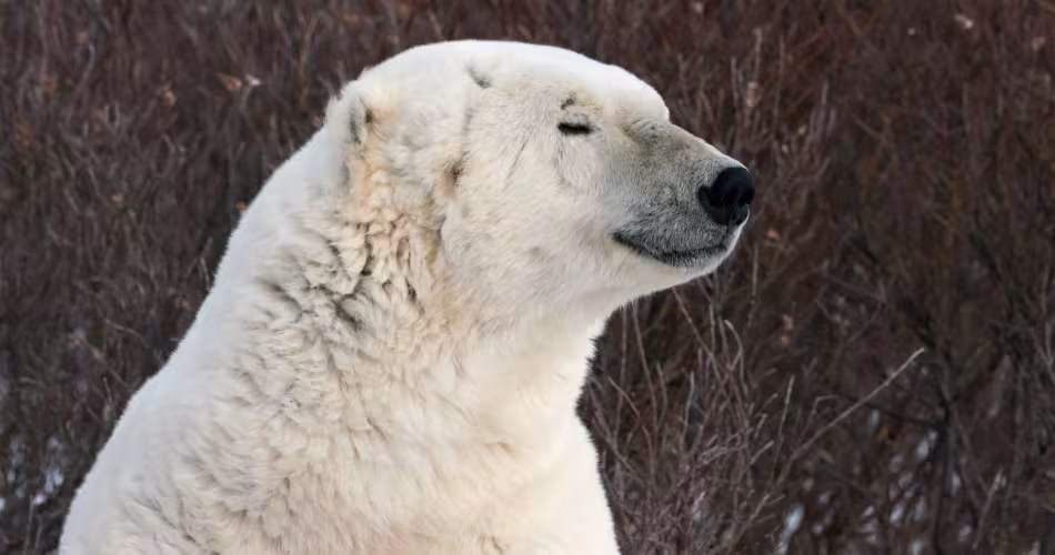 10 janvier 2014, Churchill, Manitoba, Canada.