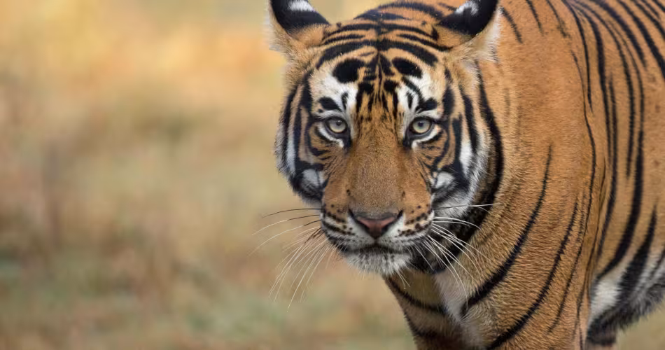 Tigre du Bengale (Panthera tigris), portrait. Parc national de Ranthambore, Inde. Photo © Phillip Ross/Felis Images.