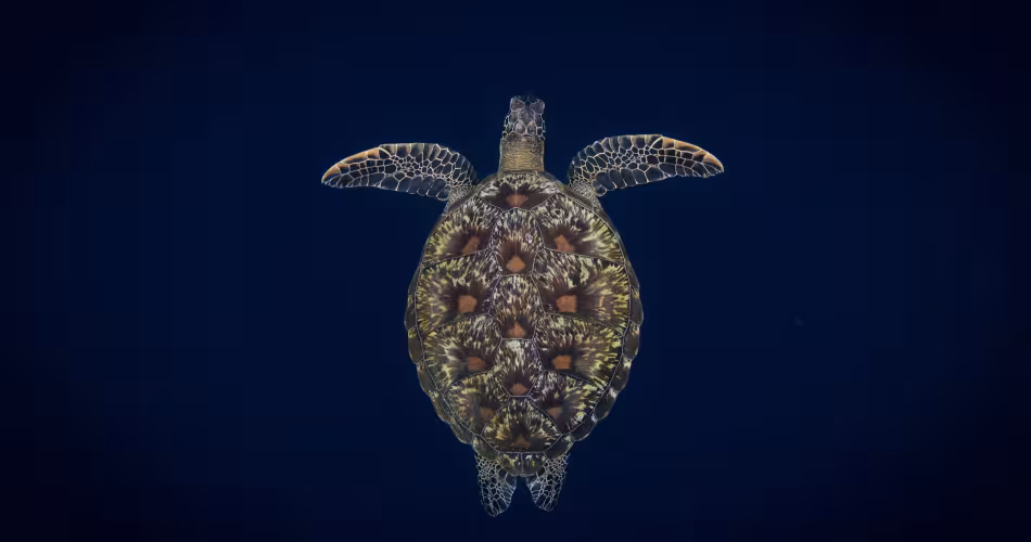 Une tortue verte (Chelonia mydas) nageant vers la surface, Bunaken, Sulawesi, Indonésie.