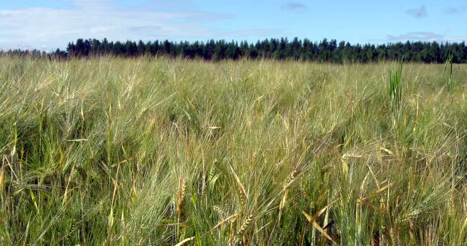 Champ de blé en Suède