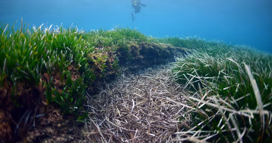 Posidonie de Méditerranée (Posidonia oceanica)  