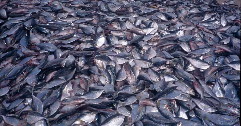 Tas de poissons sur la plage de Kayar, au Sénégal.