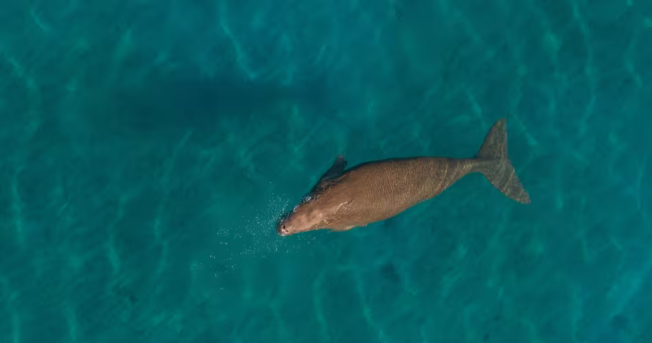 Un dugong (Dugong dugon) broute dans les eaux peu profondes de la baie de Jaquinot