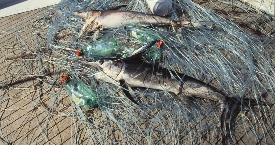 Jeune espadon (Xiphias gladius) pris dans une palangre dérivante abandonnée, Italie.