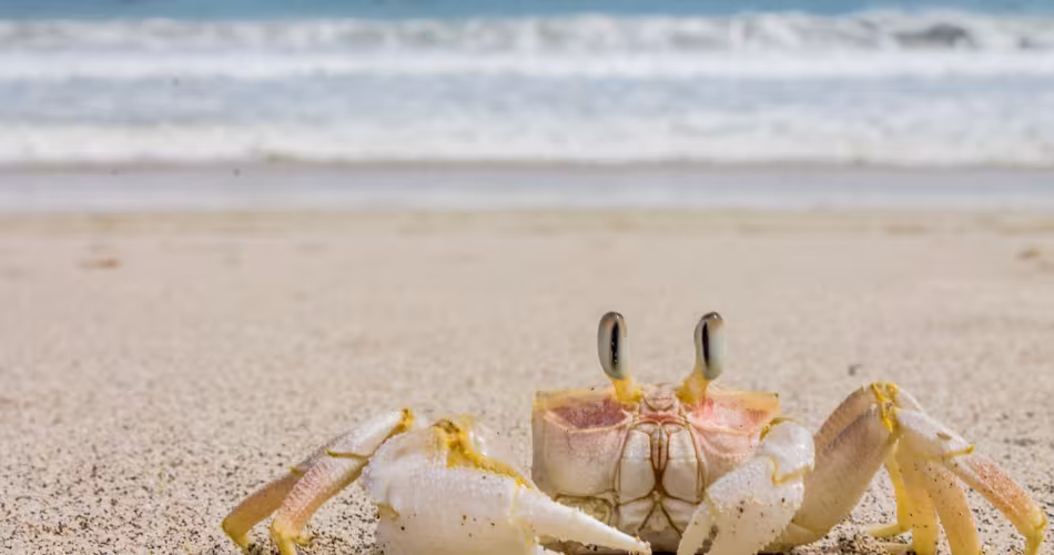 Crabe bleu (Portunus pelagicuson) sur la plage de Kuta, à Bali, en Indonésie