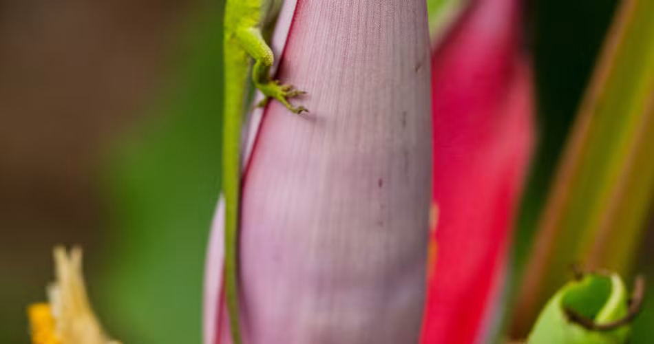 Un anolis de Caroline (Anolis carolinensis) grimpe sur une fleur de bananier, dans le sud-est des États-Unis