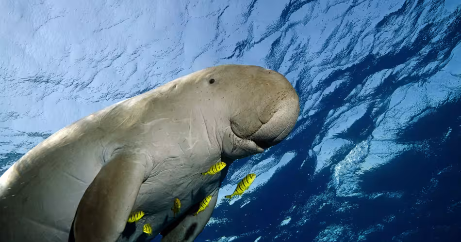 Dugong, espèce menacée en Nouvelle-Calédonie