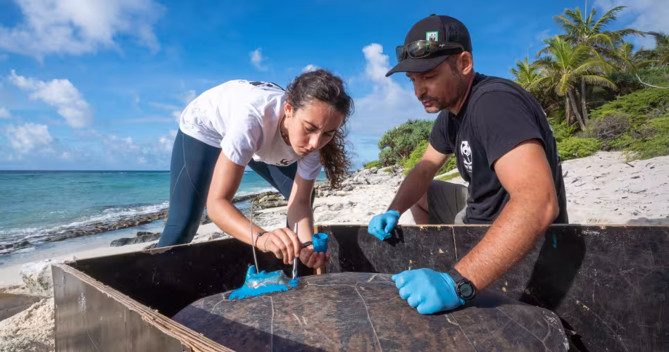 Pose de balises dans le cadre de Turtle Mission en Nouvelle-Calédonie