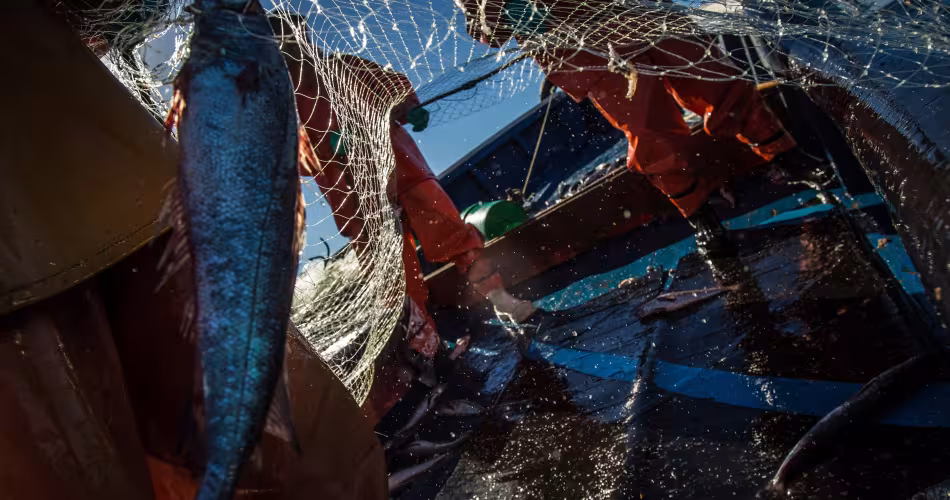 Pêche artisanale de merlu austral (Merluccius australis) au large de Concepción, au Chili