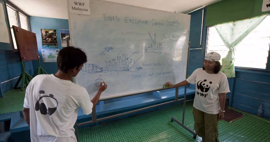 Présentation d’un dispositif d’exclusion des tortues (TED) aux bénévoles du WWF, à Banggi, en Malaisie
