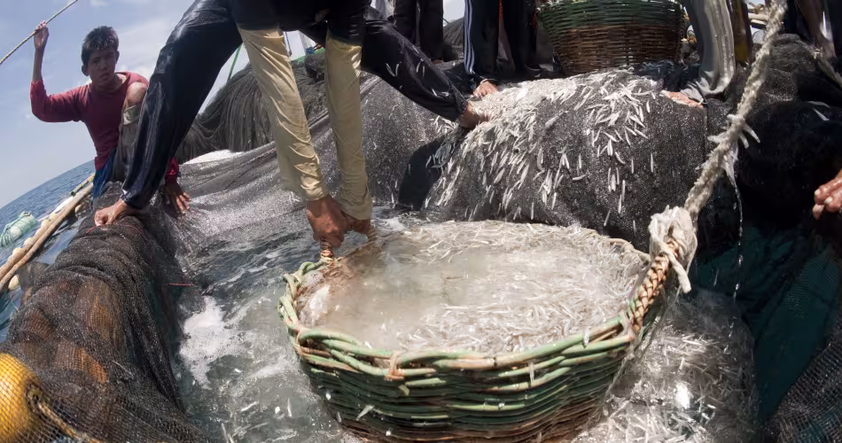 Pêche au baling, une senne coulissante locale utilisée pour capturer les « dilis », terme tagalog désignant les athérines (Atheriniformes) ou les anchois (Engraulidae), à Roxas, Palawan, Philippines.