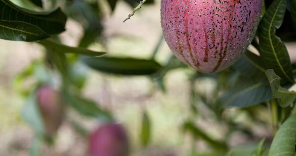 Une mangue cultivée à Kasese, en Ouganda, où les agriculteurs se tournent vers des cultures pérennes