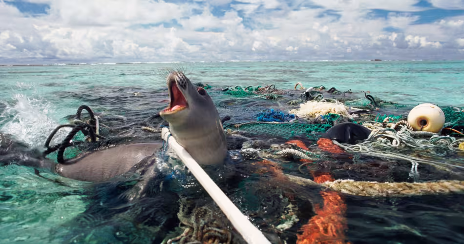 Phoque moine d'Hawaï pris dans des engins de pêche au large de l'atoll de Kure, dans l'océan Pacifique.