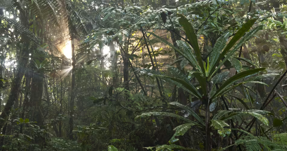 Sous-bois de la forêt Aoupinie en Nouvelle-Calédonie