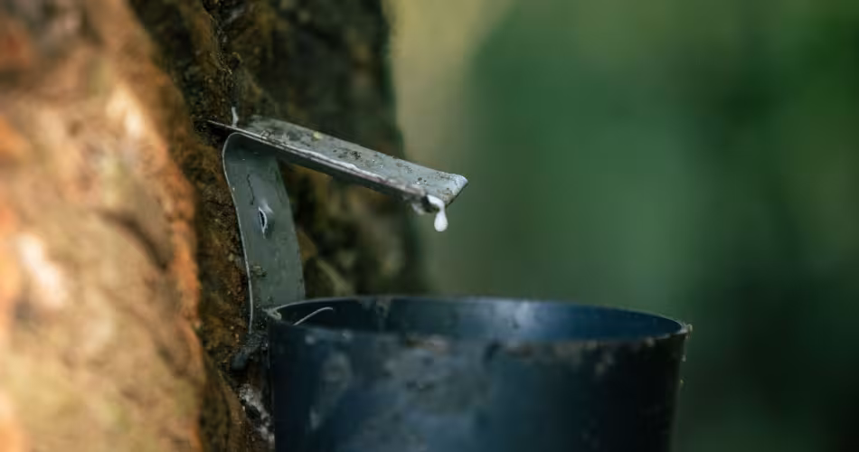 Récolte du latex pour la production de caoutchouc naturel en Amazonie brésilienne