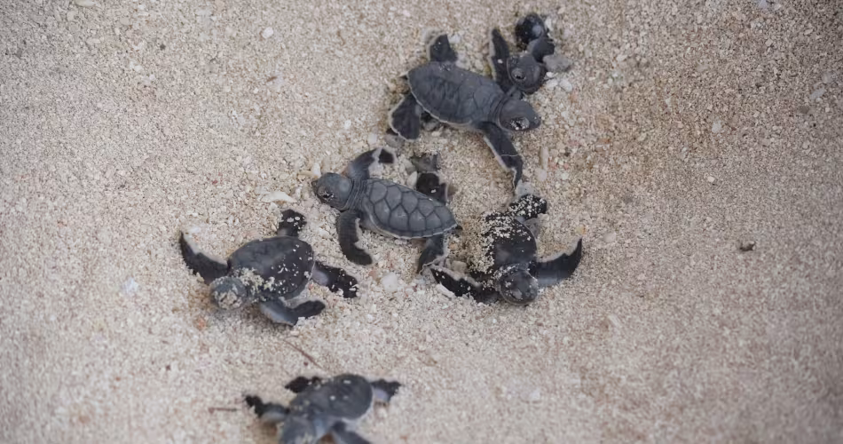 Emergence-tortues-vertes