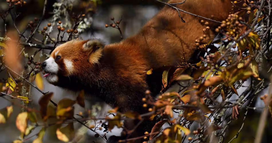 panda roux