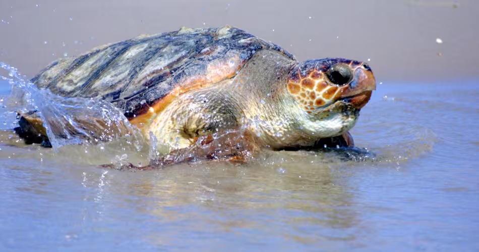 Tortue Caouanne (Caretta caretta)