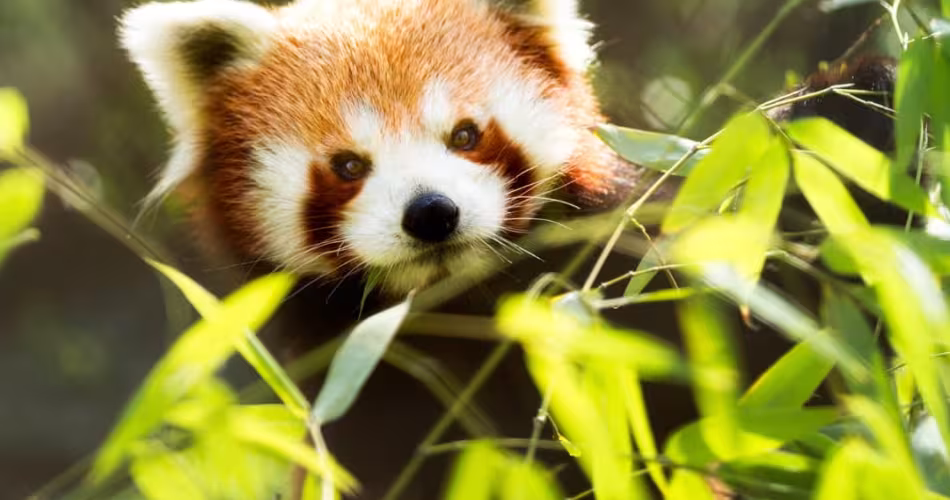 Panda roux